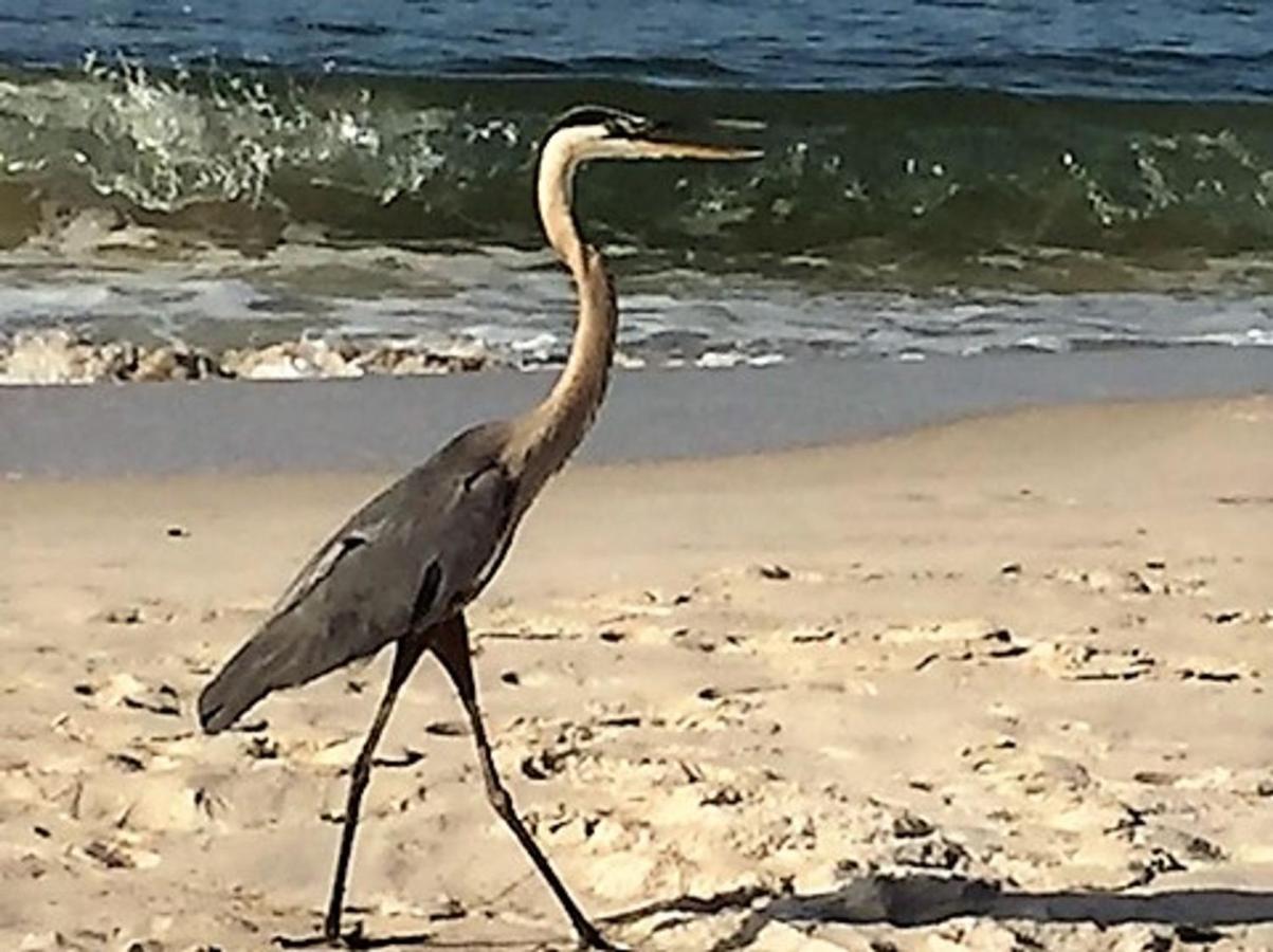 Phoenix Gulf Shores 1203 By Bender Vacation Rentals エクステリア 写真